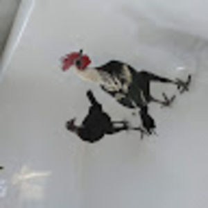 Meet your Posher, Constance